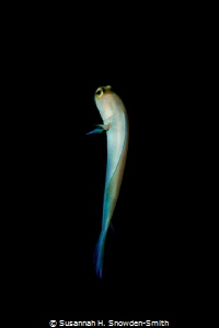 "Tiny Dancer"

A yellow headed jawfish hovers outside o... by Susannah H. Snowden-Smith 